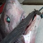 tiburón Diario de Alicante