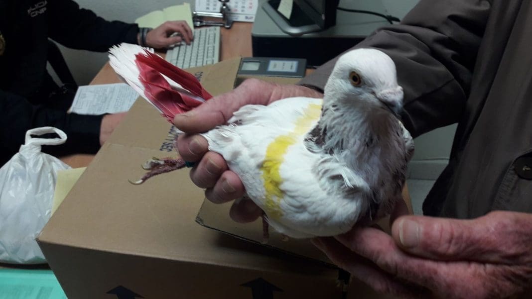 Brigada Nocturna Diario de Alicante