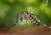 Alicante refuerza el control del mosquito tigre este verano y pide avisar de cualquier foco mosquito tigre Diario de Alicante
