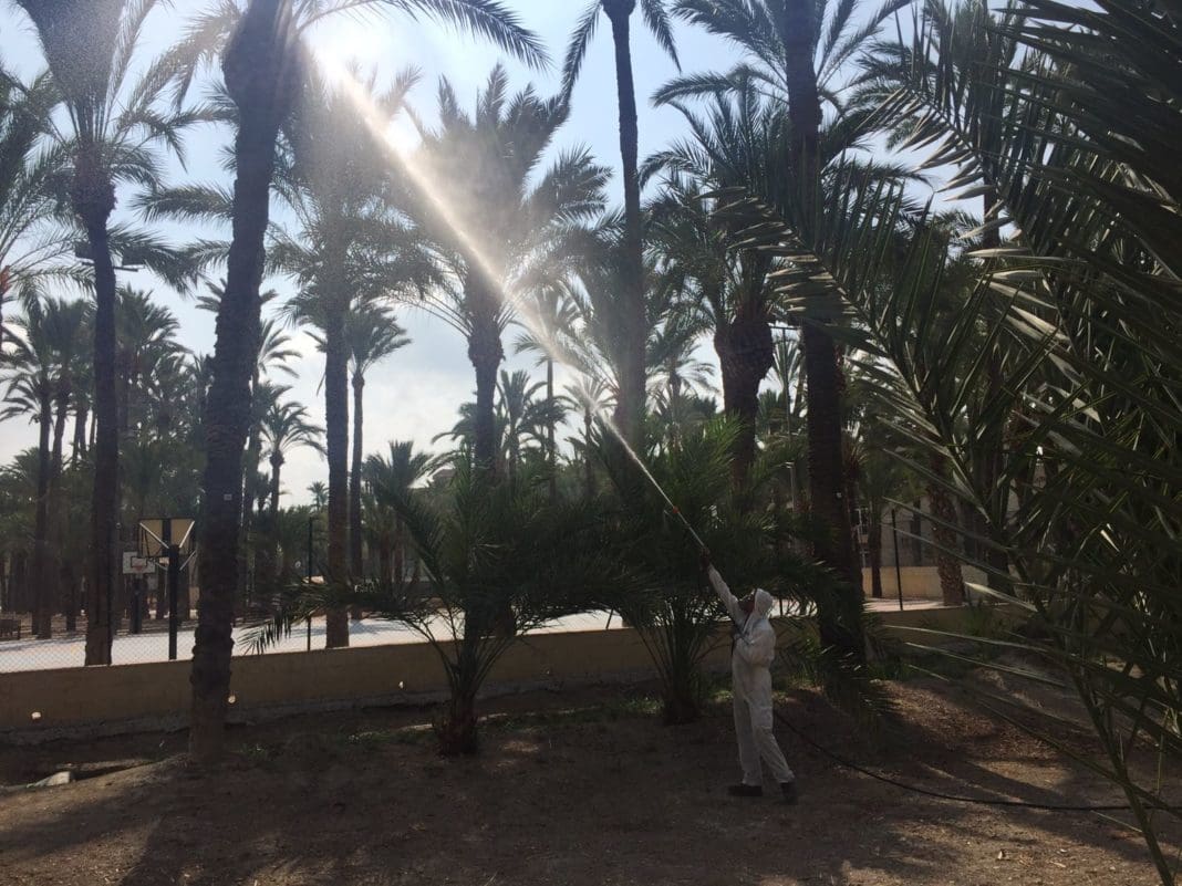 palmeras Diario de Alicante