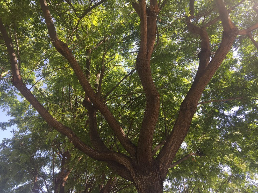 árboles Diario de Alicante