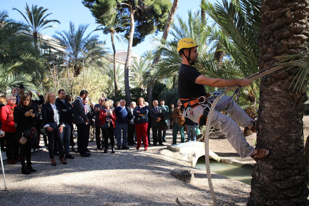 Palmeral Diario de Alicante