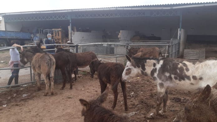 Refugio del burrito málaga