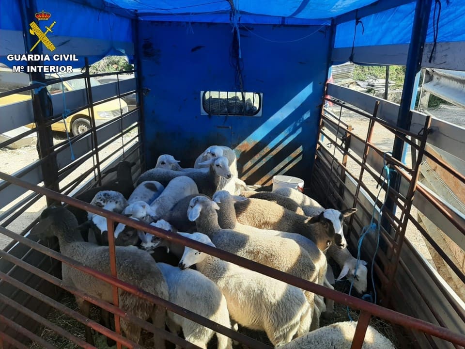 Camión con los corderos robados