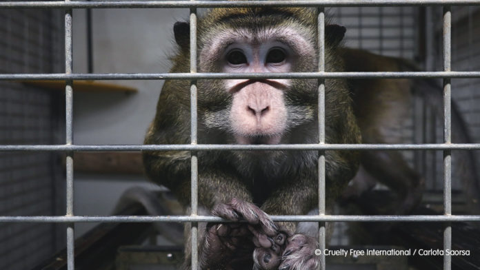 Mono de laboratorio de experimentación (Imagen: Cruelty free)