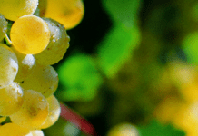 117.694 euros en ayudas para la producción de uva de vinificación en Alicante