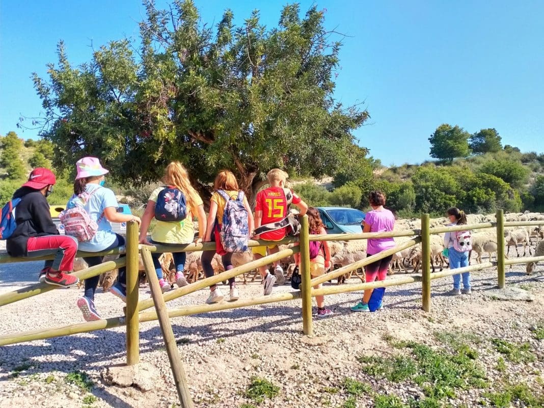 Niños mirando las ovejas El Campello