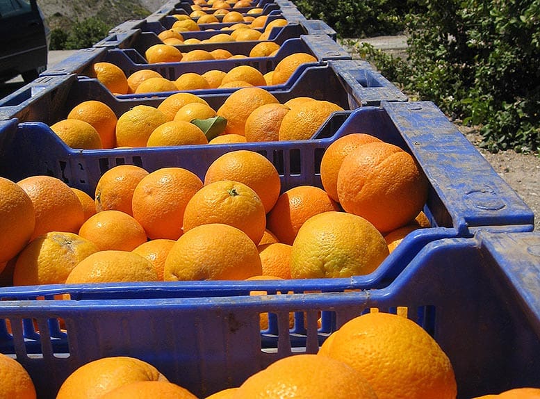 Exportacions agroalimentàries