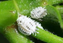 Detectan en Elche y Crevillent una nueva plaga importada que afecta a hortalizas