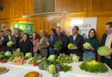 El Camp d’Elx aumenta un 7% la producción de hortalizas de invierno y alcanza los 24 millones de kilos
