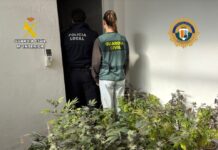 Desmantelada una plantación de marihuana en una vivienda de Santa Pola