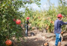 Investigan cómo mejorar la calidad de la granada mollar de Elche ante el cambio climático