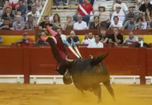 Banderillero herido tras ser cogido durante una corrida en la plaza de toros de Alicante