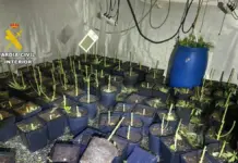 Dos detenidos en Sax y Petrer tras desmantelar casi 900 plantas de marihuana Personas detenidas junto a un vehículo, facilitado por la Guardia Civil.