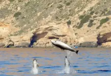 Cetáceos en el mar, con seis especies detectadas de forma estable en la Comunitat
