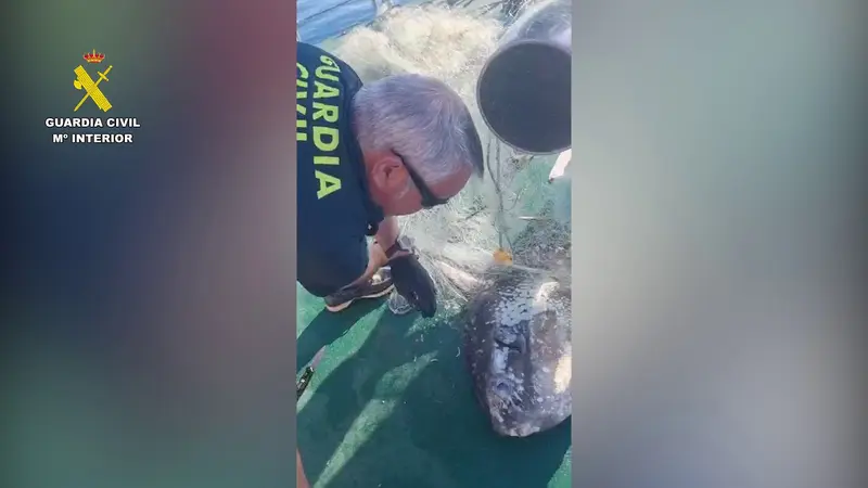 Pez luna rescatado de una red de pesca ilegal junto a gaviota y peces