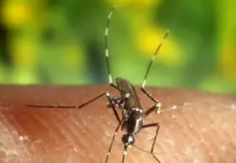 Mosquito Anopheles quadrimaculatus en imagen de archivo