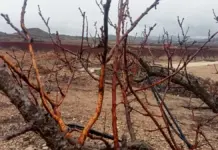 Alertan de pérdidas de hasta el 80% por fauna salvaje en viña y almendro