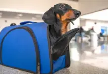 Renfe amplía los viajes con perros de hasta 40 kilos a todos sus trenes