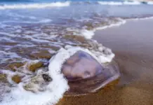 Los avisos de medusas caen un 20 % en España pese al aumento de la temperatura del mar Medusa en la playa de Santa Marina, Ribadesella.