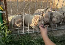 Agentes de la Guardia Civil durante una investigación por comercializar perros con amputaciones ilegales de orejas y rabo