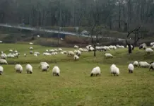 Rebaño de ovejas en un entorno rural, asociado a pastoreo controlado contra incendios