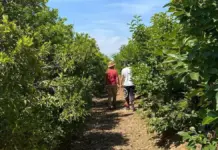 Agricultores valencianos en un campo de cítricos