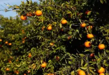 Once millones para frenar la mosca de la fruta en los campos valencianos Campo de cítricos visto a distancia en una imagen de archivo.