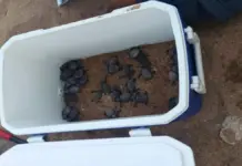 Crías de tortuga boba en una playa de Villajoyosa tras nacer desde un nido inadvertido.