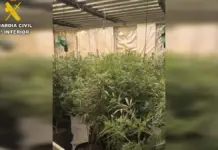 Vista parcial de una plantación de marihuana tras la actuación policial