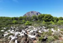 Cabras pastando en el Montgó de Xàbia