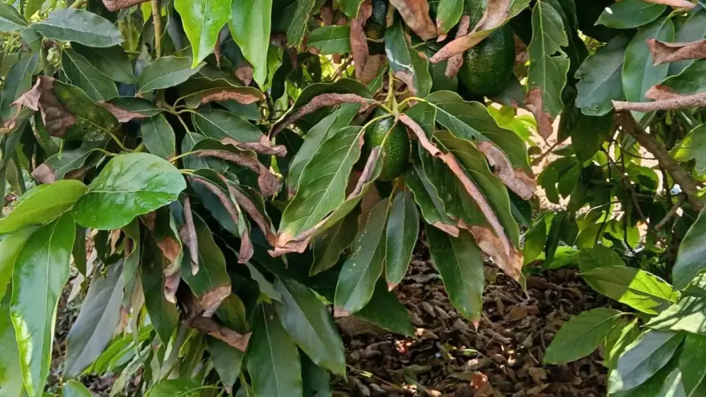 Hojas de un árbol de aguacates con manchas de quemaduras solares.