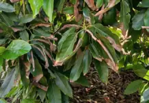 Las quemaduras solares en el aguacate golpean a los agricultores valencianos sin seguro en Valencia y Castellón Hojas de un árbol de aguacates con manchas de quemaduras solares.