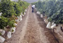 Arranca en Agost la campaña 2026 de la uva embolsada del Vinalopó con el primer corte de racimo Viñedo durante el acto del primer corte de racimo de uva de mesa del Vinalopó