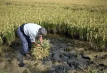Segador trabajando en un campo de arroz