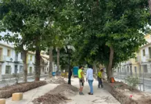 Elche retoma la reforma de las jardineras de Obispo Barrachina