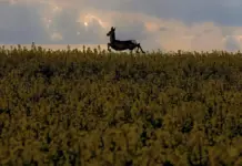 La recuperación de lobos y corzos oculta la pérdida silenciosa de aves e insectos Corzo en un campo, en una fotografía de archivo