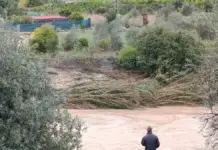 Muere un agricultor en la marjal de Pego-Oliva tras las inundaciones de la dana Adam Inundaciones y agua desbordada en La Marina y La Safor tras la DANA
