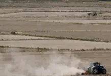 Nuevas ayudas para proyectos de mujeres en el campo valenciano Arrozales valencianos vistos desde una perspectiva general