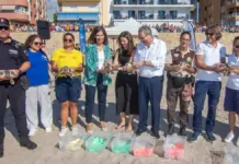 Siete tortugas bobas nacidas en Benidorm vuelven al mar tras 14 meses de cuidados Siete tortugas bobas liberadas al mar en Benidorm tras 14 meses de crianza