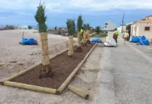 Alicante mejora el paisaje de Tabarca con nuevos parterres, palmeras y más zonas de sombra